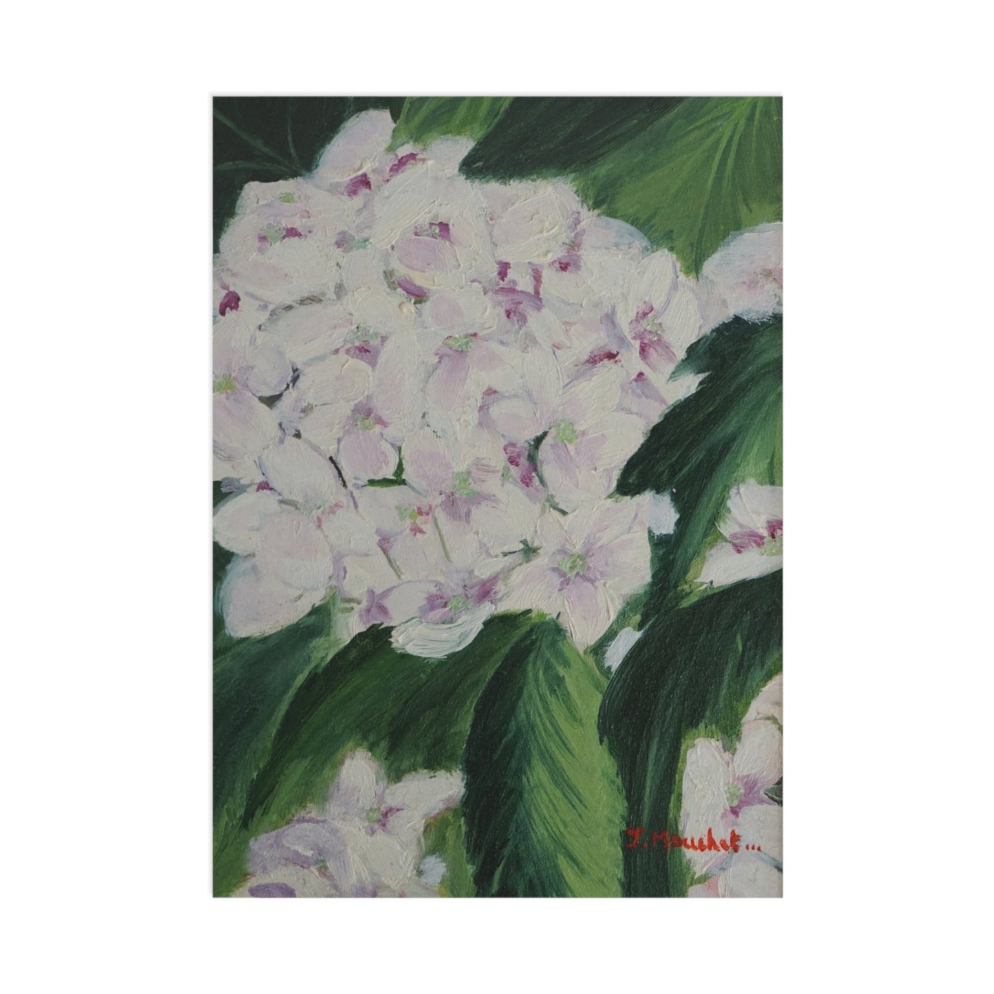 FINE ART POSTCARDS - MAGNOLIAS